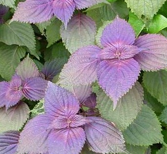 預防感冒的中藥方 黨參蘇葉粥散寒防感