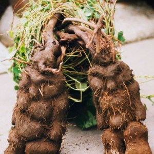 如何長黑發(fā) 黑芝麻加何首烏有利于長黑發(fā)