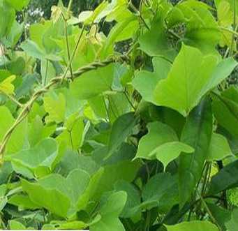 如何壯陽止瀉 葛根的壯陽功效及主要成分