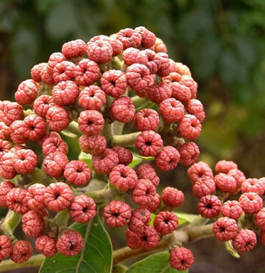 吳茱萸的功效與作用 吳茱萸正確的用法