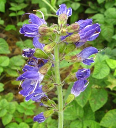 中藥養(yǎng)生 中藥材丹參的常見作用功效