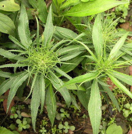 白術(shù)治療脾虛泄瀉 白術(shù)用藥禁忌