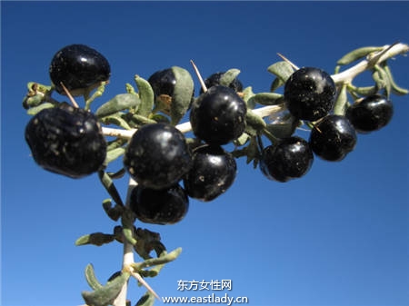 黑枸杞的功效與作用以及食用方法