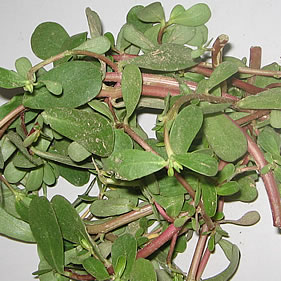 如何清熱解毒 中藥馬齒莧經(jīng)常食用清熱解毒