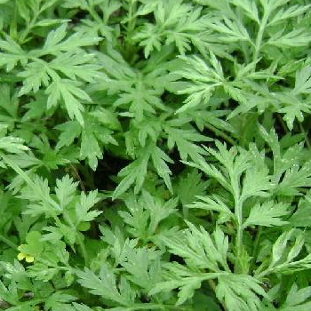 夏季如何驅(qū)蚊 夏季天然驅(qū)蚊法艾草驅(qū)蚊