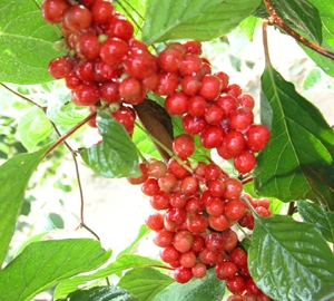 如何滋陰補(bǔ)腎 五味子的滋補(bǔ)功效與作用