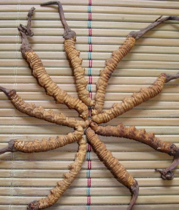 冬蟲夏草配枸杞的功效 補(bǔ)氣效果最好