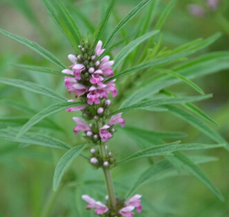 調(diào)理痛經(jīng)的中草藥 當(dāng)歸益母草去淤血