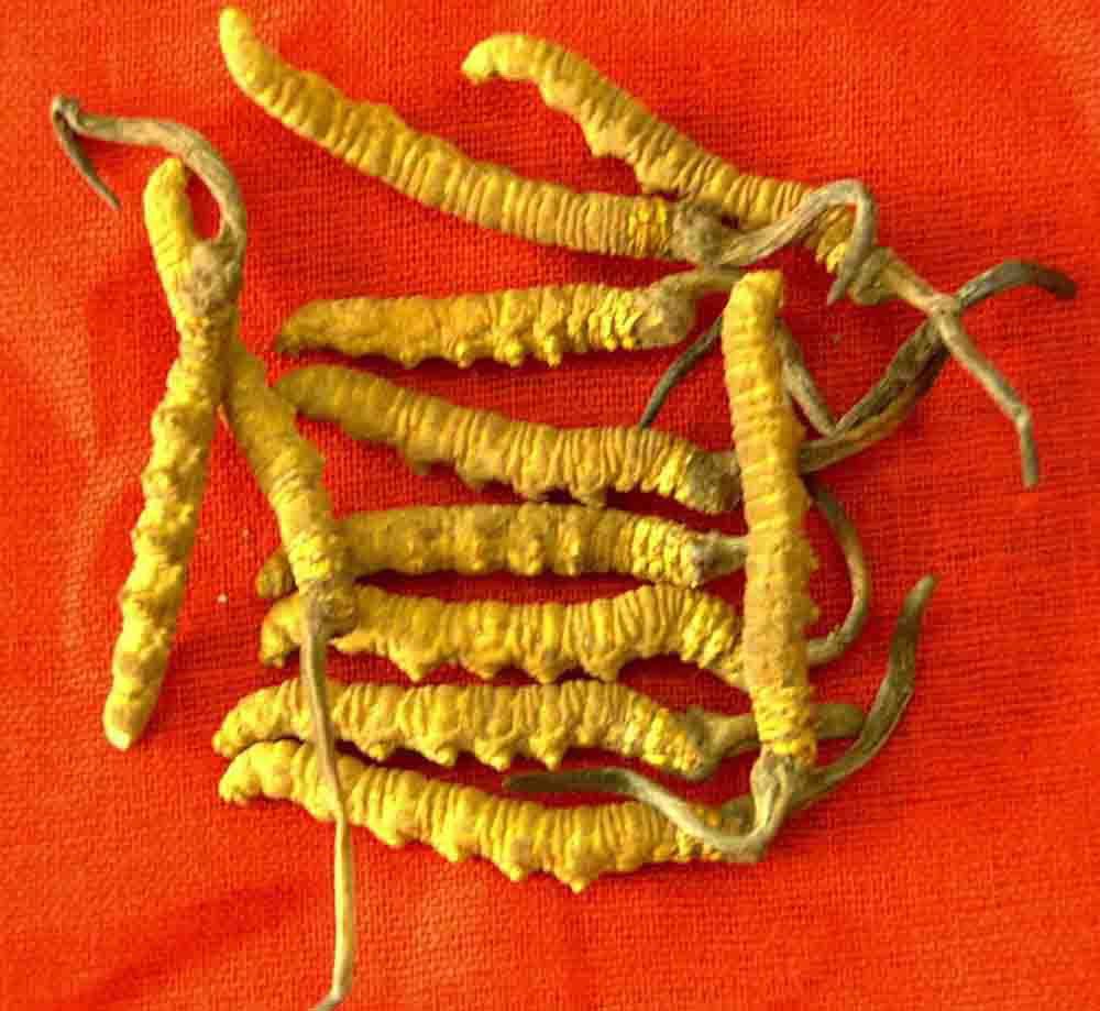 如何食用冬蟲夏草 冬蟲夏草的食療作用