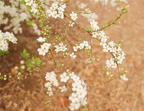 金牛座清明掃墓禁忌 清明假期這樣過