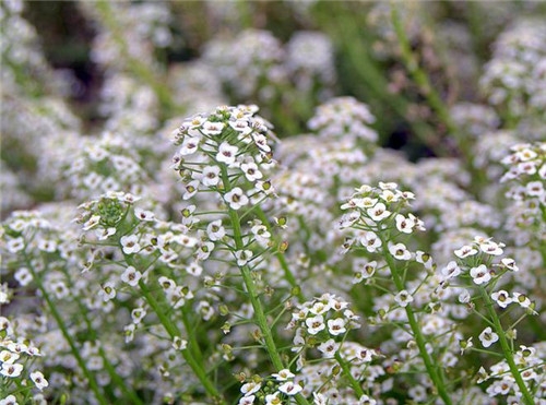 水瓶座清明掃墓禁忌 清明假期這樣過