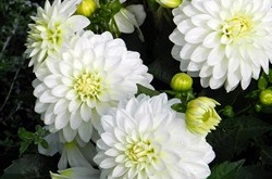 雙魚(yú)座清明掃墓禁忌 清明假期這樣過(guò)