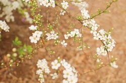 金牛座清明掃墓禁忌 清明假期這樣過(guò)