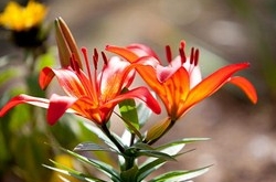 白羊座2017年4月運勢詳解