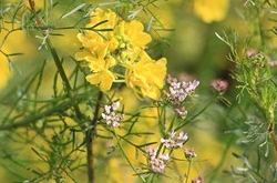 獅子座2017年4月運(yùn)勢(shì)詳解