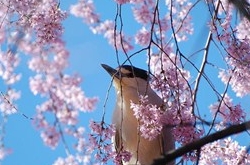 天蝎座2017年4月運勢詳解