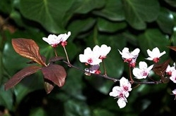 摩羯座清明掃墓禁忌 清明假期這樣過