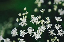 處女座清明掃墓禁忌 清明假期這樣過