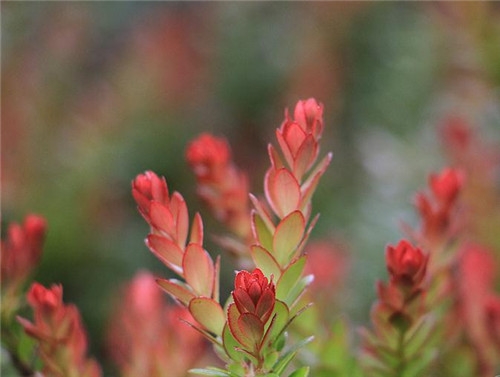 摩羯座2017年4月運勢詳解
