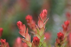 摩羯座2017年4月運勢詳解