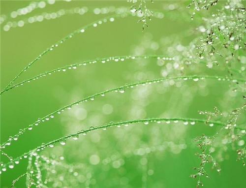 白羊座清明掃墓禁忌 清明假期這樣過