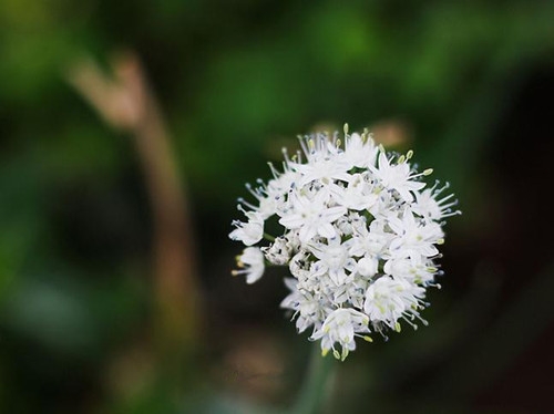 獅子座清明掃墓禁忌 清明假期這樣過