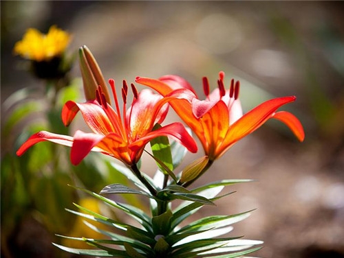 白羊座2017年4月運勢詳解