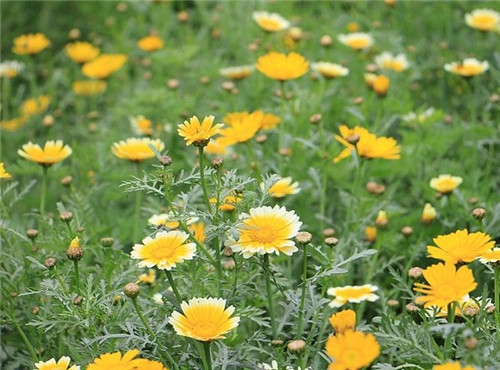 摩羯座2017年4月運勢詳解