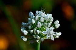 天秤座清明掃墓禁忌 清明假期這樣過