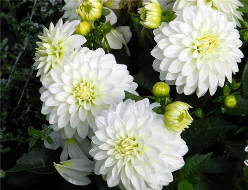 雙魚座清明掃墓禁忌 清明假期這樣過