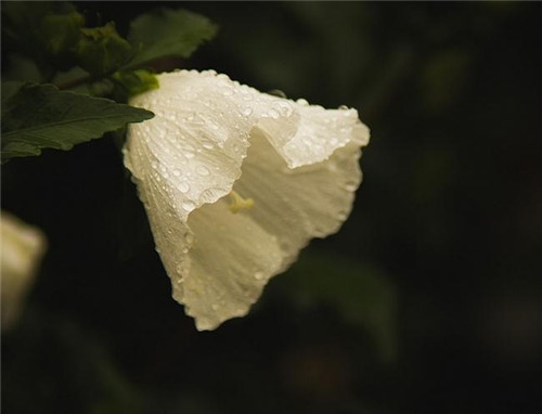 獅子座清明掃墓禁忌 清明假期這樣過