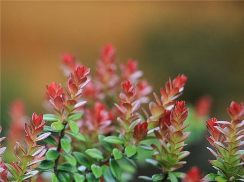 摩羯座2017年4月運勢詳解