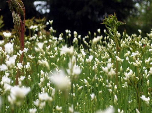 水瓶座清明掃墓禁忌 清明假期這樣過