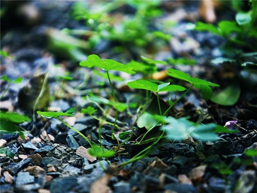 白羊座2017年4月運勢詳解