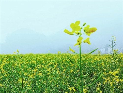 金牛座清明掃墓禁忌 清明假期這樣過