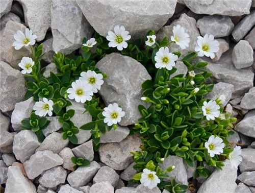 射手座清明掃墓禁忌 清明假期這樣過