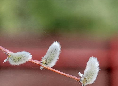 獅子座2017年4月運(yùn)勢詳解