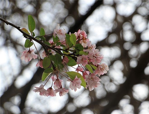 天秤座2017年4月運勢詳解