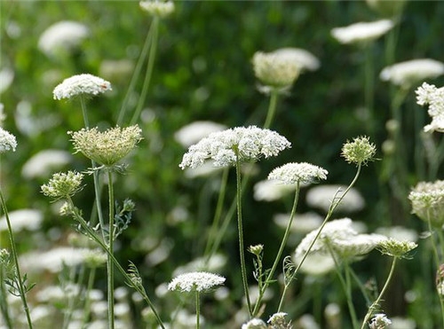 處女座清明掃墓禁忌 清明假期這樣過