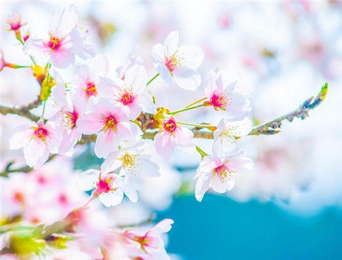 白羊座清明掃墓禁忌 清明假期這樣過