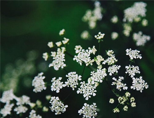 處女座清明掃墓禁忌 清明假期這樣過