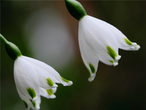 射手座清明掃墓禁忌 清明假期這樣過