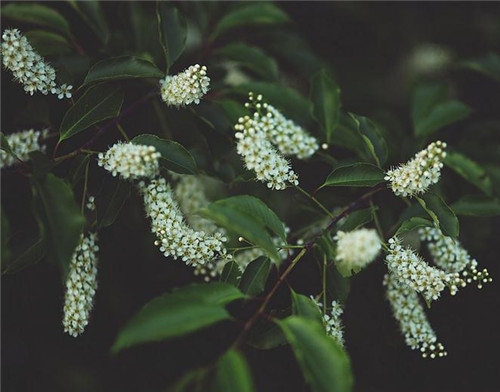 射手座清明掃墓禁忌 清明假期這樣過