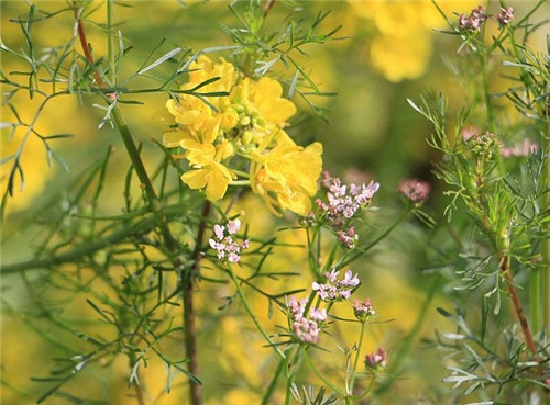 獅子座2017年4月運(yùn)勢詳解