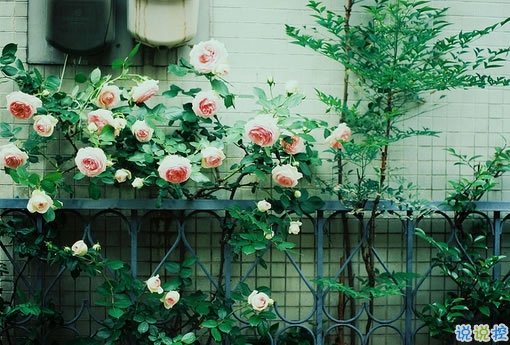 告別2018迎接2019的個性說說大全 2019最新充滿希望的勵志說說2