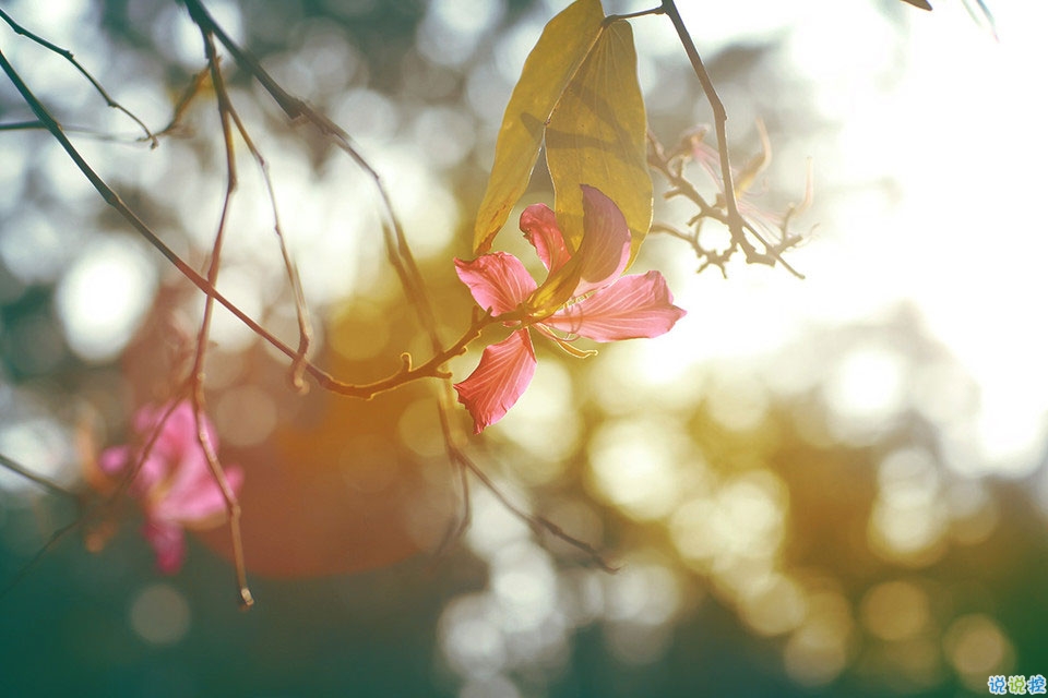 抖音最火曬結(jié)婚證的說說 2019領(lǐng)結(jié)婚證的朋友圈文藝簡短2