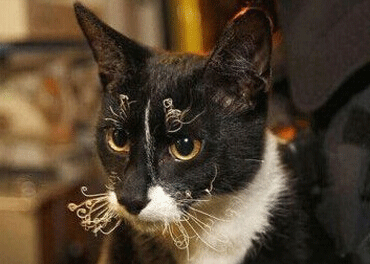 笑死人的說說加圖片：老師說我是攪屎棍，那么我同學(xué)是什么？9