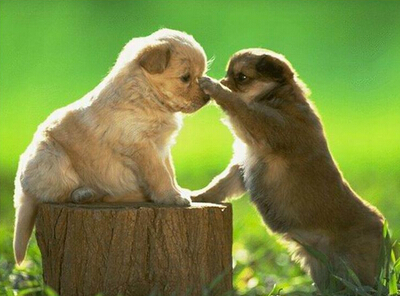 配圖片的朋友說(shuō)說(shuō)：什么是好朋友？有人說(shuō)，那是地球上翻版的自己6