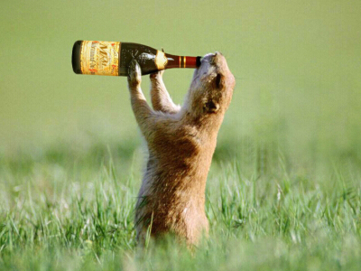 搞笑QQ說說大全 搞笑QQ說說大全