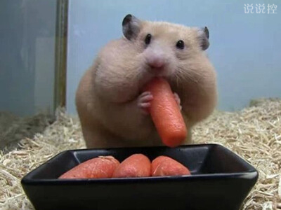 爆笑逗比說說：一個人吃飯總覺得很孤單，但一個人吃零食就不會